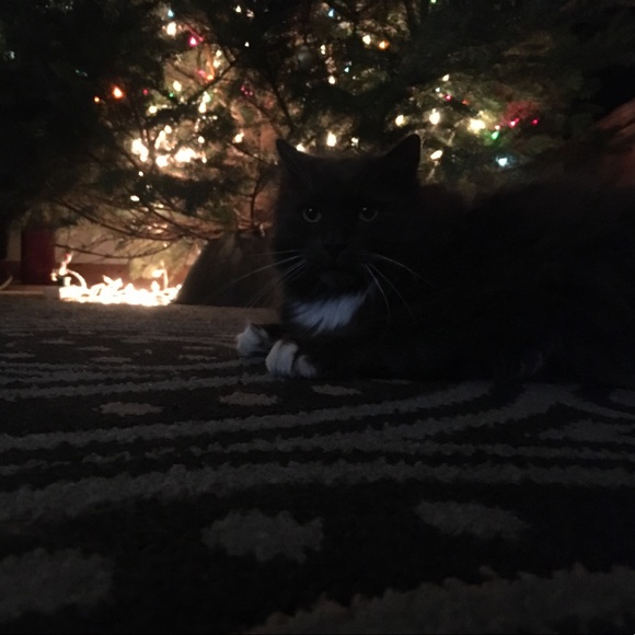 Meet your Posher, Maddy - Picture 1 of 1